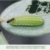polyommatus thersites larva3 daghestan2